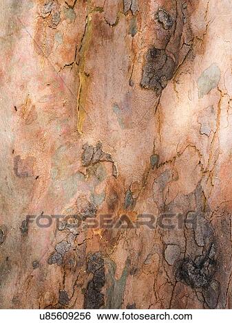 Australia, New South Wales, Blue Mountains, Smooth-barked apple tree (Angophora costata) bark View Large Photo Image Stock Photograph - Australia, New South Wales, Blue Mountains, Smooth-barked apple tree (Angophora costata) bark. Fotosearch