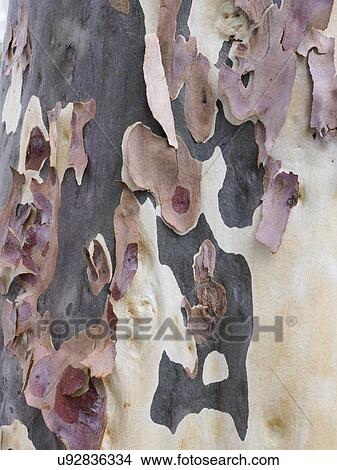 Picture - Australia, New South Wales, Camouflage plant bark at Blue Mountains. Fotosearch