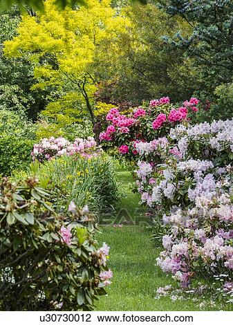 Australia, New South Wales, Katoomba, Garden with green trees and rhododendron bushes View Large Photo Image Stock Image - Australia, New South Wales, Katoomba, Garden with green trees and rhododendron bushes. Fotosearch