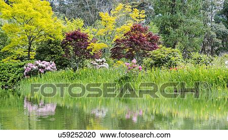 Stock Image - Australia, New South Wales, Katoomba, Bush with rhododendrons and trees reflected in lake. Fotosearch