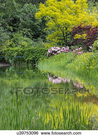 Stock Photograph - Australia, New South Wales, Katoomba, Bush with rhododendrons and trees reflected in lake. Fotosearch