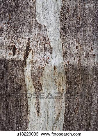 Australia, New South Wales, Plant bark at Blue Mountains View Large Photo Image Stock Image - Australia, New South Wales, Plant bark at Blue Mountains. Fotosearch
