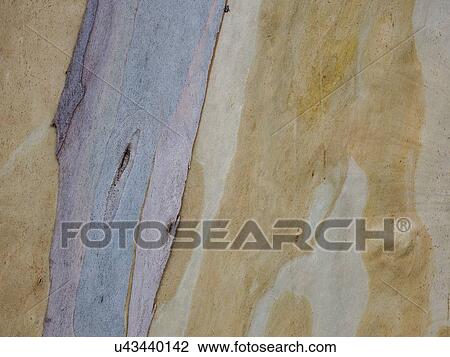 Stock Image - Australia, New South Wales, Plant bark at Blue Mountains. Fotosearch