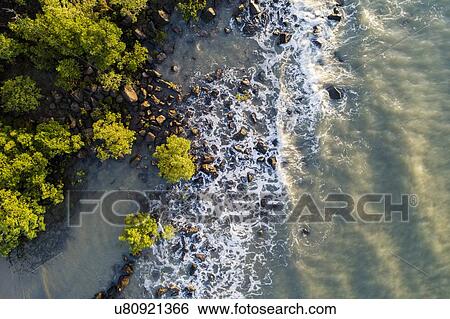Stock Photograph - Australia, Queensland, Port Douglas, Aerial view of coastline with mangroves trees (Rhizophora). Fotosearch