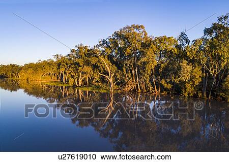 Stock Image - Australia, Queensland, St George, Clear sky above standing water and forest. Fotosearch