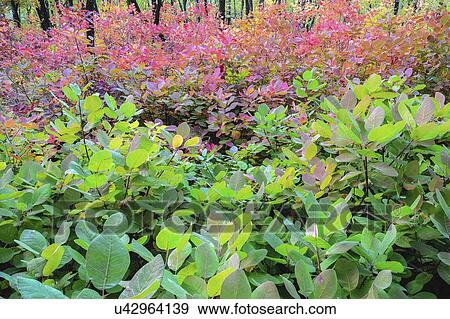 Stock Photo - Autumn forest. Fotosearch