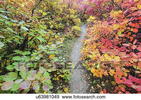 Autumn forest View Large Photo Image Stock Photo - Autumn forest. Fotosearch