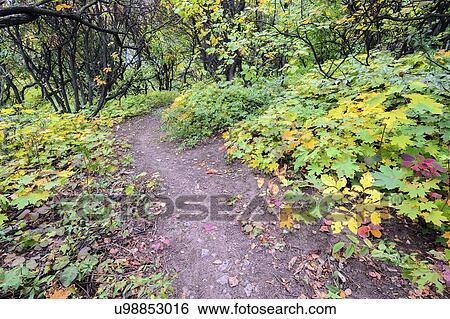 Autumn forest View Large Photo Image Stock Photograph - Autumn forest. Fotosearch