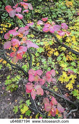 Picture - Autumn leaves. Fotosearch