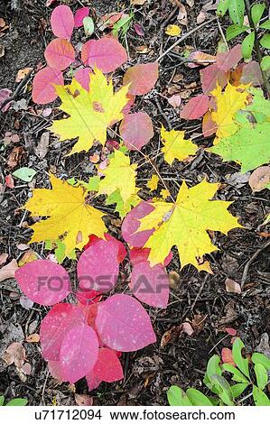 Picture - Autumn leaves. Fotosearch