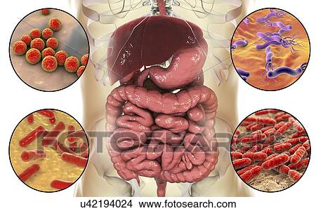 Picture - Bacteria found in human digestive system, computer illustration. Helicobacter pylori (upper right), Enterococcus faecalis (upper left), Lactobacillus spp. (bottom right) and Bifidobacterium spp. (bottom left). Lactobacillus and Bifidobacterium are.... Fotosearch
