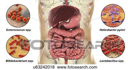 Stock Photo - Bacteria found in human digestive system, computer illustration. The bacteria are: Helicobacter pylori, Enterococcus faecalis, Lactobacillus spp. and Bifidobacterium spp. Lactobacillus and Bifidobacterium are normal flora and have beneficial.... Fotosearch