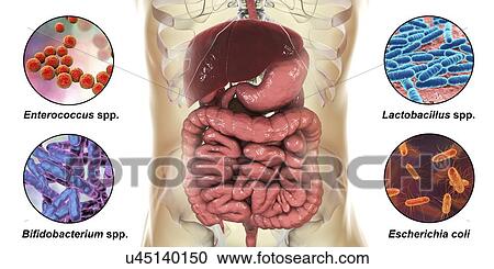 Stock Image - Bacteria found in human intestine, computer illustration. The bacteria are: Escherichia coli, Lactobacillus spp., Enterococcus spp. and Bifidobacterium spp.. Fotosearch