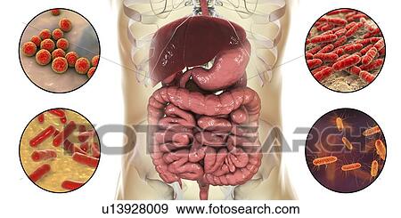 Stock Photo - Bacteria found in human intestine, computer illustration. Clockwise from top left, the bacteria are: Enterococcus spp., Lactobacillus spp., Escherichia coli and Bifidobacterium spp.. Fotosearch