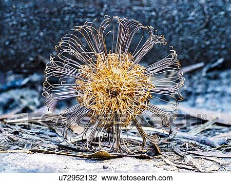Stock Image - Banksia (Proteaceae) on blue background. Fotosearch