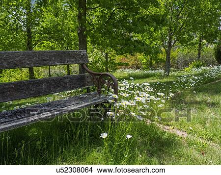 Picture - Bench among green grass and wild flowers. Fotosearch