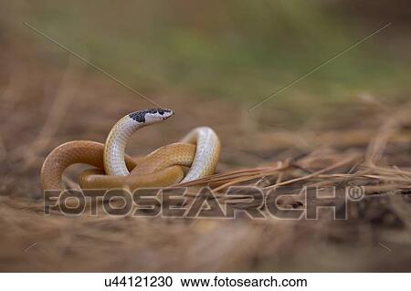Stock Image - Black-headed ground snake (Rhynchocalamus melanocephalus). This is a small harmless snake, which is endemic to the Eastern Mediterranean and the Near East. It belongs to the Colubridae family. Photographed in Israel in July.. Fotosearch