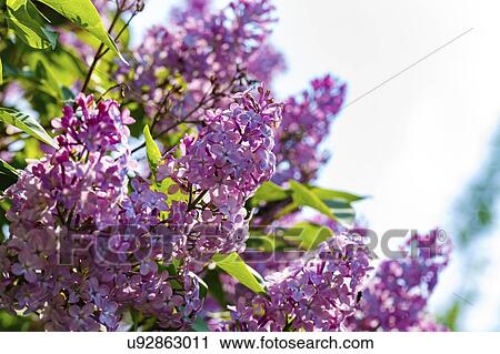 Blooming lilac (Syringa sp. ). View Large Photo Image Stock Image - Blooming lilac (Syringa sp. ).. Fotosearch