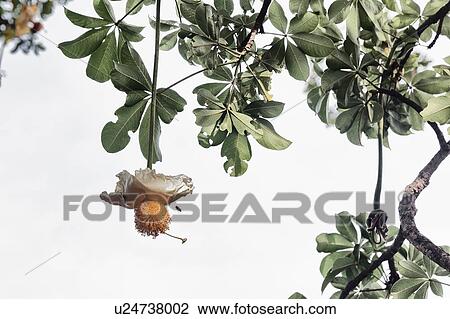 Blossom on tree, Fogo, Cape Verde, Africa View Large Photo Image Stock Image - Blossom on tree, Fogo, Cape Verde, Africa. Fotosearch