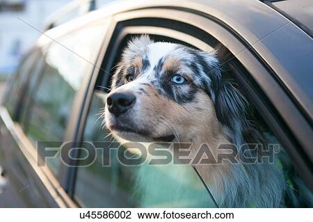 Blue eyed dog looking out from car window, portrait View Large Photo Image Stock Image - Blue eyed dog looking out from car window, portrait. Fotosearch