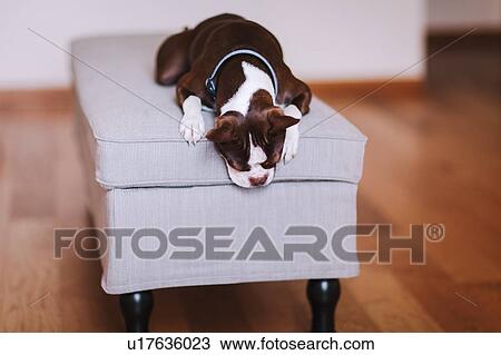 Boston terrier dog relaxing on foot stool View Large Photo Image Stock Image - Boston terrier dog relaxing on foot stool. Fotosearch