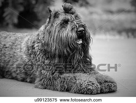 Stock Photography - Bouvier. Fotosearch