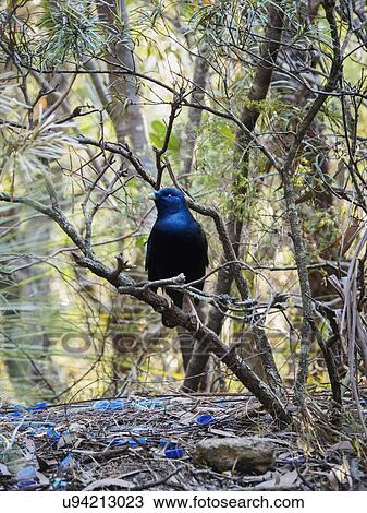 Bowerbird (Ptilonorhynchidae) perching on branch View Large Photo Image Stock Image - Bowerbird (Ptilonorhynchidae) perching on branch. Fotosearch