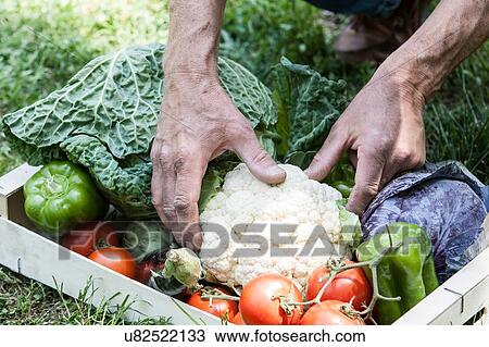Stock Image - Box of homegrown vegetables. Fotosearch