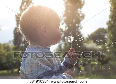 Boy blowing dandelion View Large Photo Image Picture - Boy blowing dandelion. Fotosearch