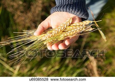 Boy holding wheat in palm of hand, Lohja, Finland View Large Photo Image Stock Photo - Boy holding wheat in palm of hand, Lohja, Finland. Fotosearch