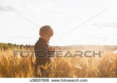 Stock Photograph - Boy in wheat field examining wheat, Lohja, Finland. Fotosearch