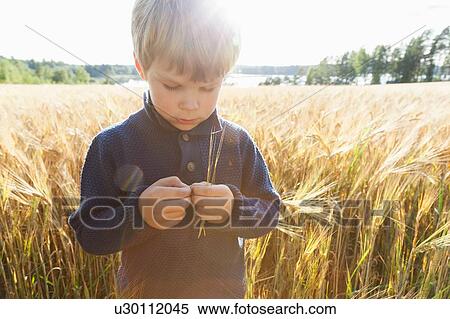 Stock Photography - Boy in wheat field examining wheat, Lohja, Finland. Fotosearch