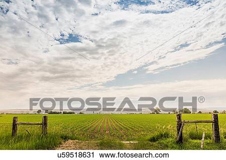 Bright cloudscape over flat rural landscape, Montana, US View Large Photo Image Stock Image - Bright cloudscape over flat rural landscape, Montana, US. Fotosearch