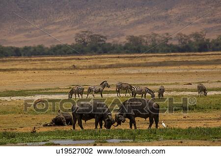 Stock Image - Buffalo, Syncerus caffer, Ngorogoro Crater, Tanzania. Fotosearch