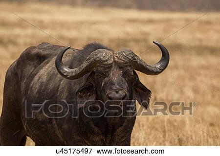 Buffalo, Syncerus caffer, Ngorogoro Crater, Tanzania View Large Photo Image Stock Photo - Buffalo, Syncerus caffer, Ngorogoro Crater, Tanzania. Fotosearch