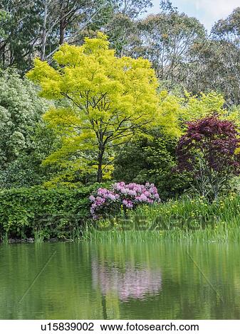 Stock Image - Bush with rhododendrons and trees reflected in lake. Fotosearch