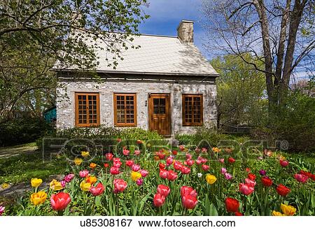 Canadian style fieldstone house, facade, with brown stained wooden windows and door, tulips growing in garden, Quebec, Canada View Large Photo Image Stock Photo - Canadian style fieldstone house, facade, with brown stained wooden windows and door, tulips growing in garden, Quebec, Canada. Fotosearch