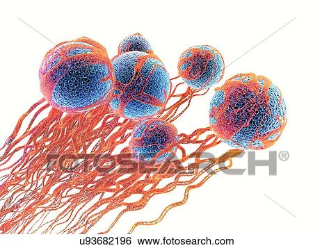 Stock Photograph - Cancer cells. Computer illustration of cancer cells, showing the blood vessel formation providing the cells with oxygens and nutrients. The cells with their nuclei are shown in blue.. Fotosearch