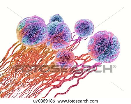 Stock Photography - Cancer cells. Computer illustration of cancer cells, showing the blood vessel formation providing the cells with oxygens and nutrients. The cells with their nuclei are shown in blue.. Fotosearch