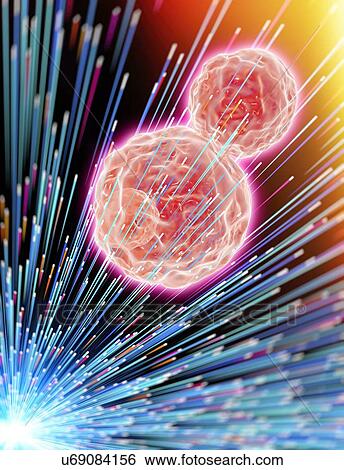 Cancer cells exposed to radiotherapy, conceptual computer illustration. View Large Photo Image Stock Photograph - Cancer cells exposed to radiotherapy, conceptual computer illustration.. Fotosearch