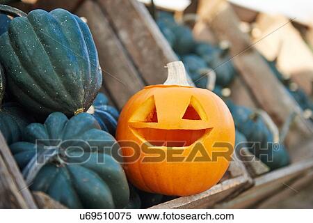 Carved halloween pumpkin in crate with vegetable squashes View Large Photo Image Stock Photography - Carved halloween pumpkin in crate with vegetable squashes. Fotosearch