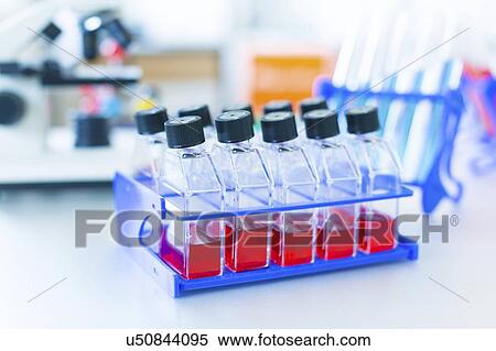 Cell cultures. View Large Photo Image Stock Photography - Cell cultures.. Fotosearch