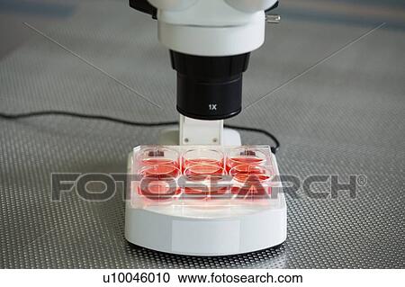 Stock Image - Cell cultures under microscope.. Fotosearch