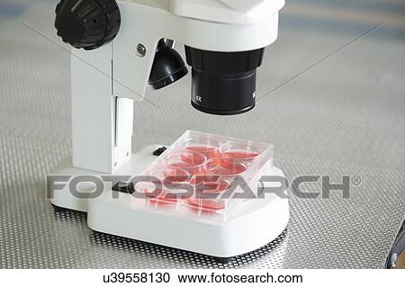 Stock Image - Cell cultures under microscope.. Fotosearch