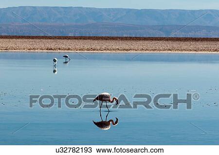 Chilean Flamingos, (Phoenicopterus chilensis), Laguna Chaxa, Salar de Atacama, Atacama Desert, Chile View Large Photo Image Stock Image - Chilean Flamingos, (Phoenicopterus chilensis), Laguna Chaxa, Salar de Atacama, Atacama Desert, Chile. Fotosearch