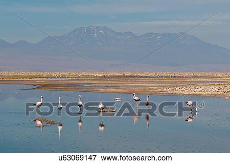 Chilean Flamingos, (Phoenicopterus chilensis), Laguna Chaxa, Salar de Atacama, Atacama Desert, Chile View Large Photo Image Stock Photo - Chilean Flamingos, (Phoenicopterus chilensis), Laguna Chaxa, Salar de Atacama, Atacama Desert, Chile. Fotosearch
