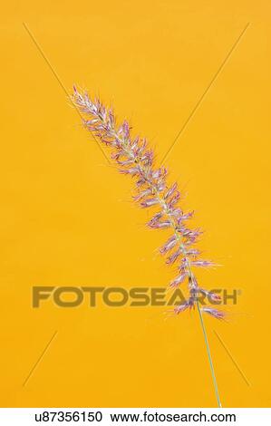 Stock Image - Close up of grass on yellow background. Fotosearch
