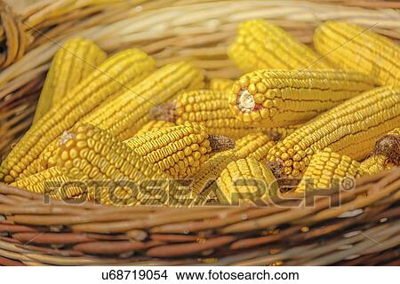 Picture - Close up of harvested corn in wicker basket.. Fotosearch