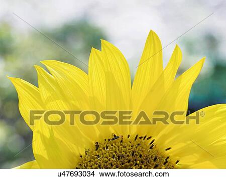 Picture - Close-up of sunflower (Helianthus) in bloom. Fotosearch