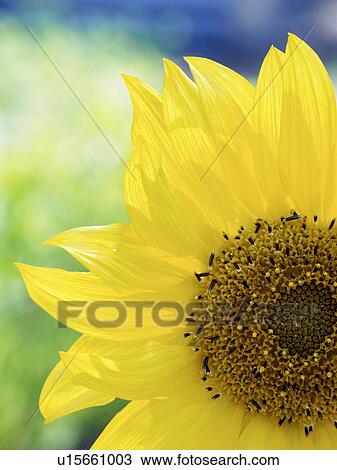 Close-up of sunflower (Helianthus) in bloom View Large Photo Image Stock Image - Close-up of sunflower (Helianthus) in bloom. Fotosearch